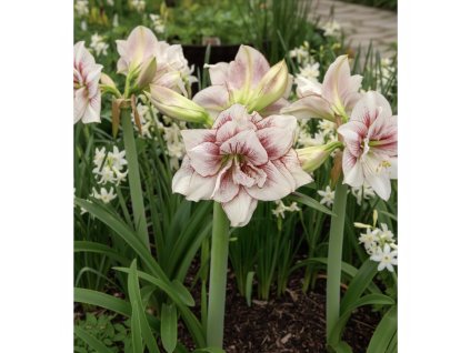 garden 1769597172366