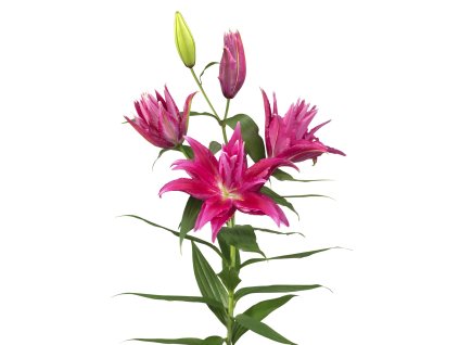 image004