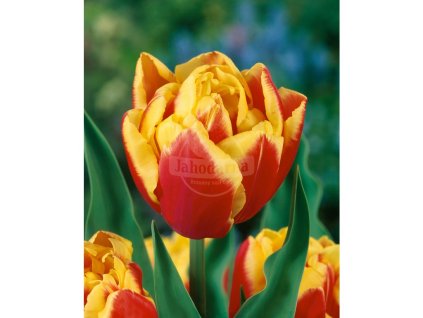 25689 tulipan double focus 5 ks