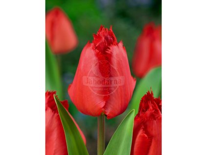 25704 tulipan crystal beauty 5 ks