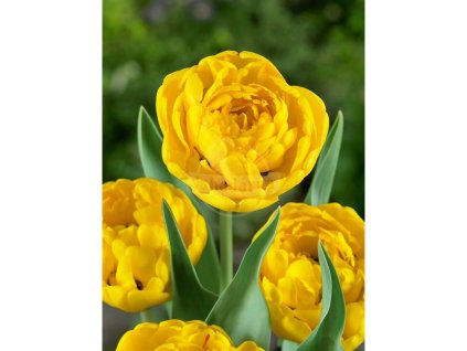 25725 tulipan yellow pomponette 5 ks
