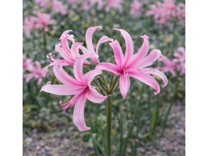 8e5dbdd2 9d4d 4a18 adb8 0bfdb4174cf3