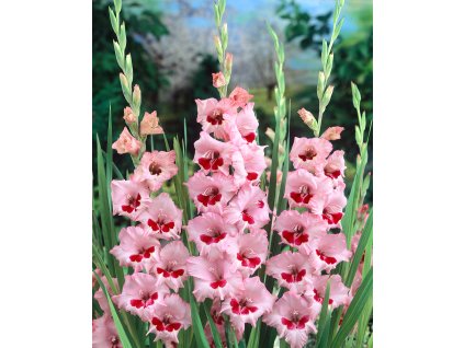 Mečík 'Wine and roses' 5 ks (Velikost cibulí 14+)