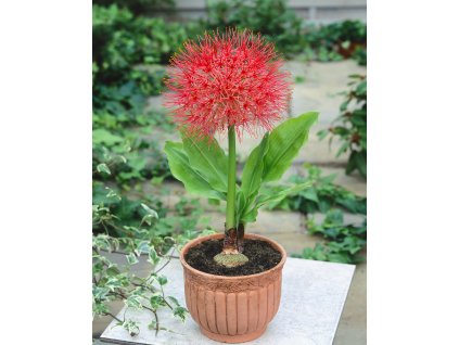 14040 krvokvet scadoxus multiflorus 1 ks