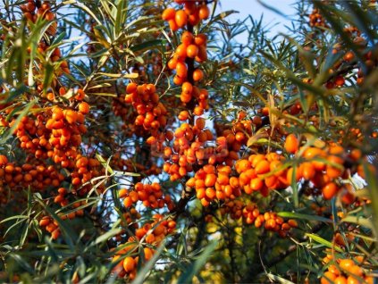 Rakytník rešetliakový 'Friesdorfer Orange' samosprašný