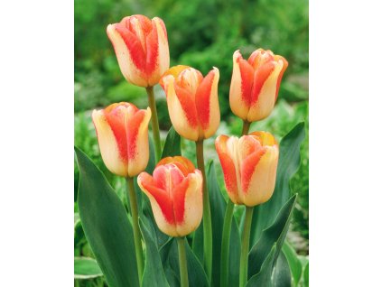 JG 03 0151 Tulipa Spryng Sunrise