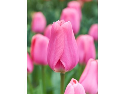 PJ 20 0228 Tulipa Big Love