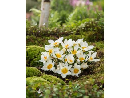 Generated Image November 11, 2025 1 23PM