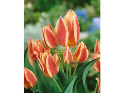 26062 1 tulipan quebec 5 ks