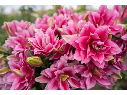 13674 1 lilie roselily ciara 1 ks