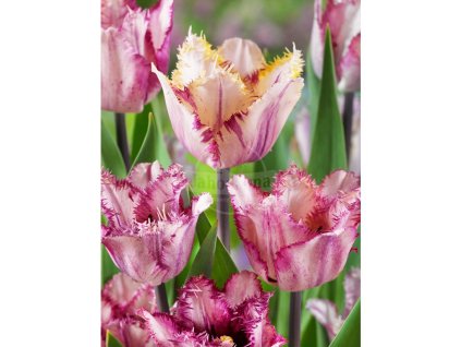 26146 1 tulipan colour fusion 5 ks