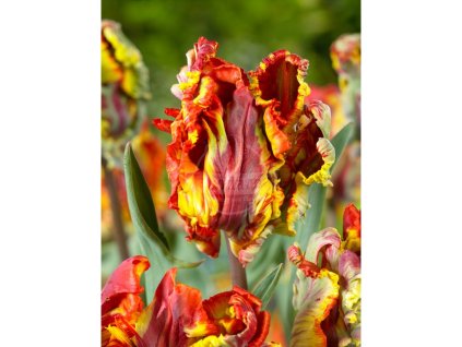 26161 1 tulipan rasta parrot 5 ks