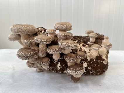 16869 3 pestebni substrat pro shiitake