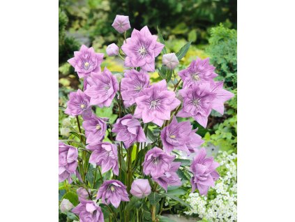 17991 1 boubelka ruzova platycodon grandiflorus 3 ks