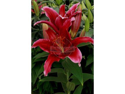 26357 1 lalia red flash 1 ks