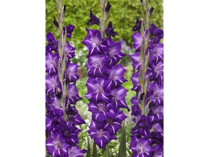 FA 20 0390 Gladiolus Hallowy