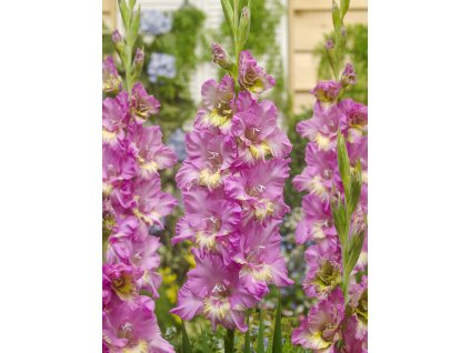 FA 16 0422 Gladiolus Happy Disco