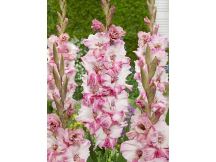 FA 18 0363 Gladiolus Cherry Candy