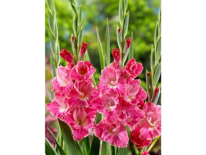 Gladiola 'Kingston Ruffle' 5 ks (Velikost cibulí 14+)