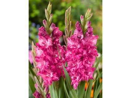 Gladiola 'Strawberry Swirl' 5 ks (Velikost cibulí 14+)