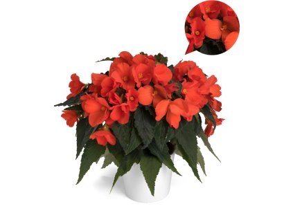 Florencio Orange®