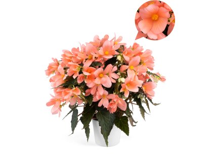 Florencio Pink®