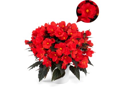 Florencio Red®