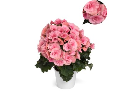 Barkos Berseba Light Pink®