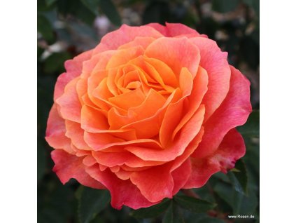 995655479169fe3a4b43f9c20ab4dccf64a2c8b6