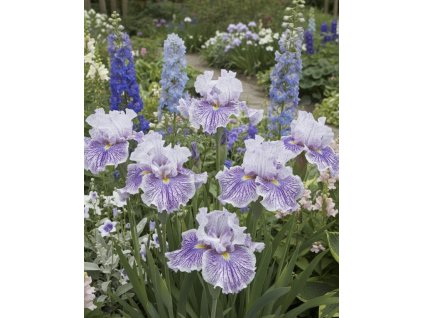 Kosatec japonský 'Dinnerplate cheese cake' 1 ks