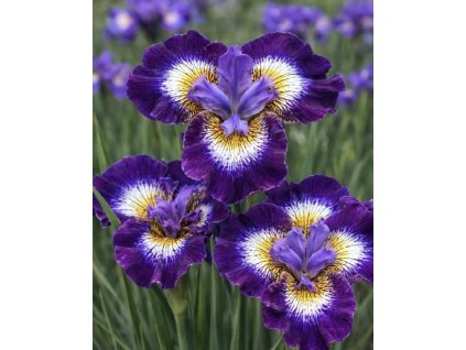 Kosatec sibírsky 'Contrast in styles' 1 ks