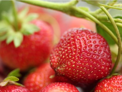 Jahodník Rumba 10ks raný (Sazenice Frigo sadba "A+" extra výběr 10 ks)