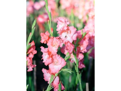 986 mecik rose supreme 5 ks