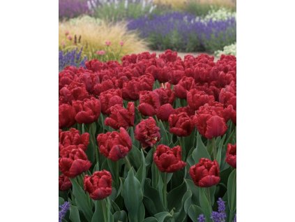 garden design 1769537720533