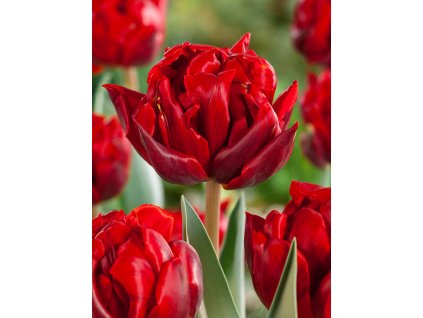 G4905441 80