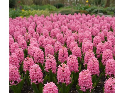 garden ai creation (13)