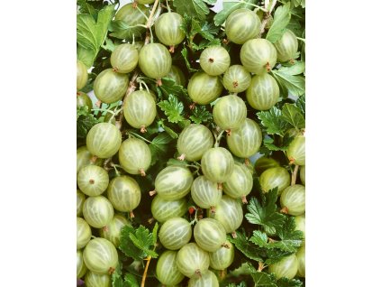 18667 angrest whitesmith