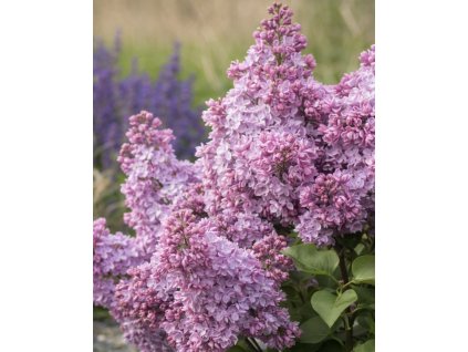 F21A80A7 B1C0 4A94 8019 DC1434581695