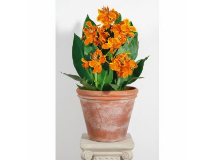 garden background 1769518259348