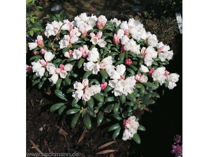 19568 rododendron yakushimanum schneekissen kontejner 5 l