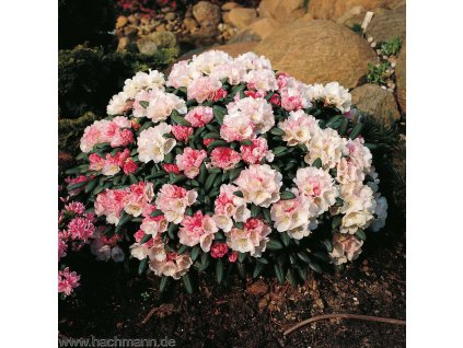 19577 rododendron yakushimanum koichiro wada klon robenek kontejner 5 l