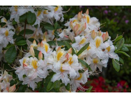 occidentale cinzia 6