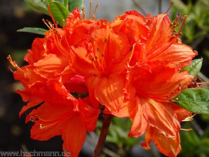 laubabwerfende azalee fanal rhododendron luteum fanal gartenazalee knap hill azalee