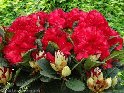 rhododendron haematodes lisetta