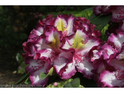 rhododendron pushy purple happydendronn rhododendron hybride grossblumiger rhododendron