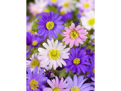 FA 10 0360 Anemone Blanda mixed