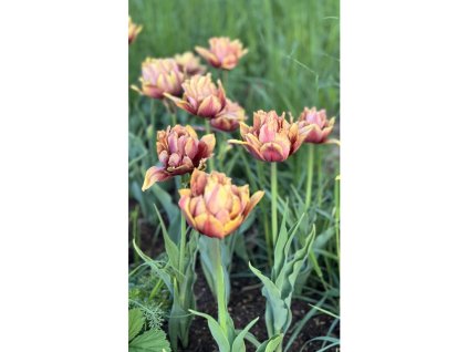 Tulipán 'Callahan' 5 ks