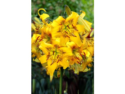 6728 lilie yellow bruse 1 ks