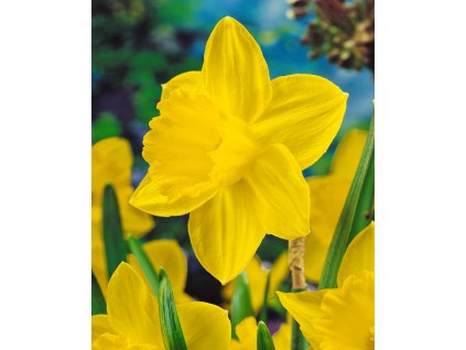 19862 narcis california 5 ks