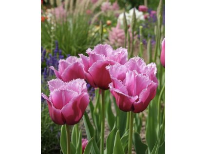 garden design 1769538303841